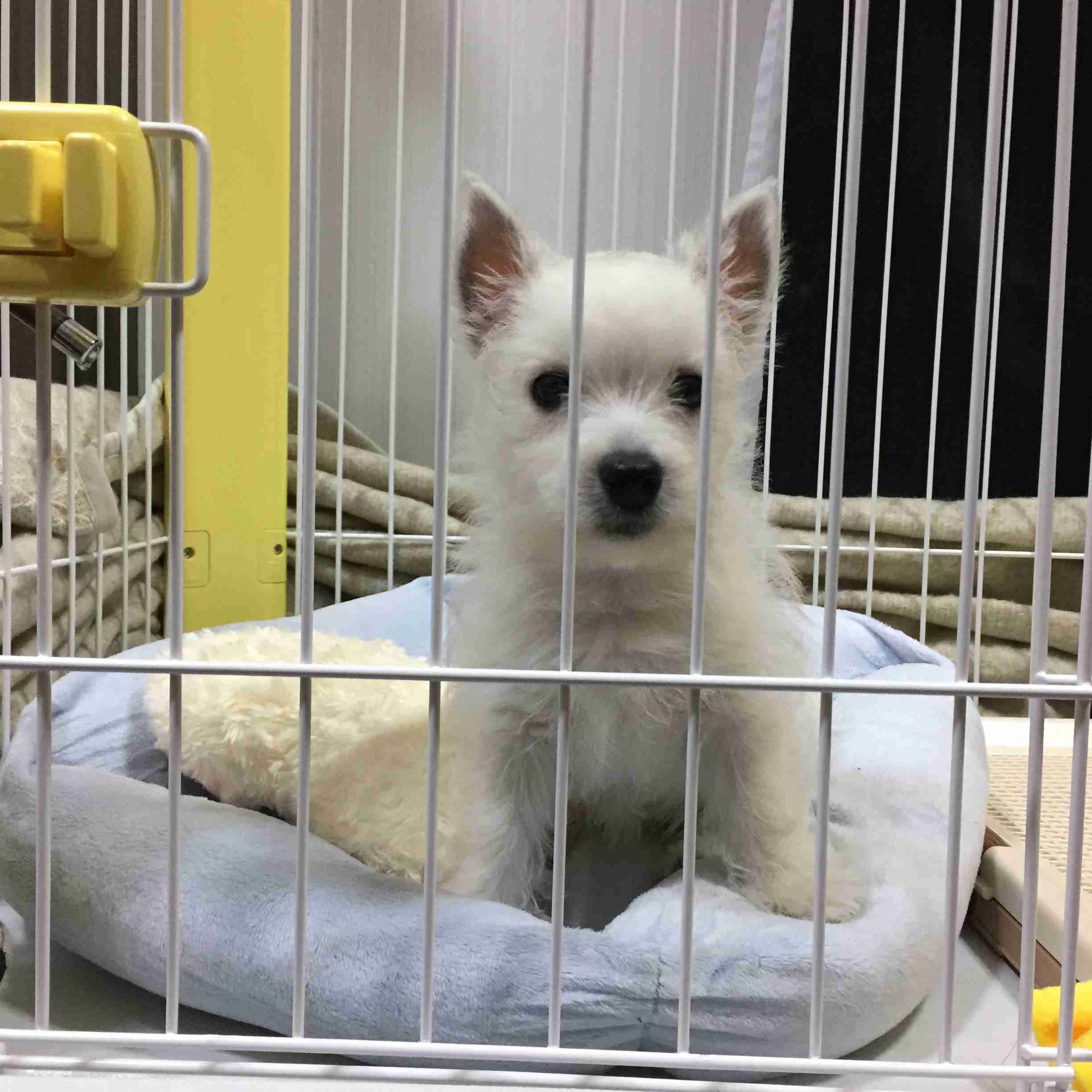 犬がどうして可愛いのか真剣に考察するトピ