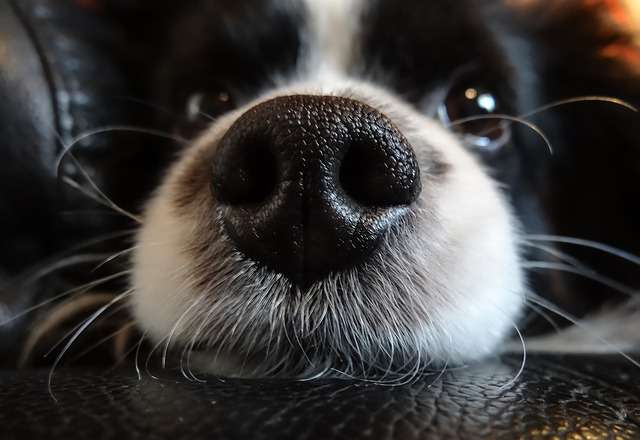 犬がどうして可愛いのか真剣に考察するトピ