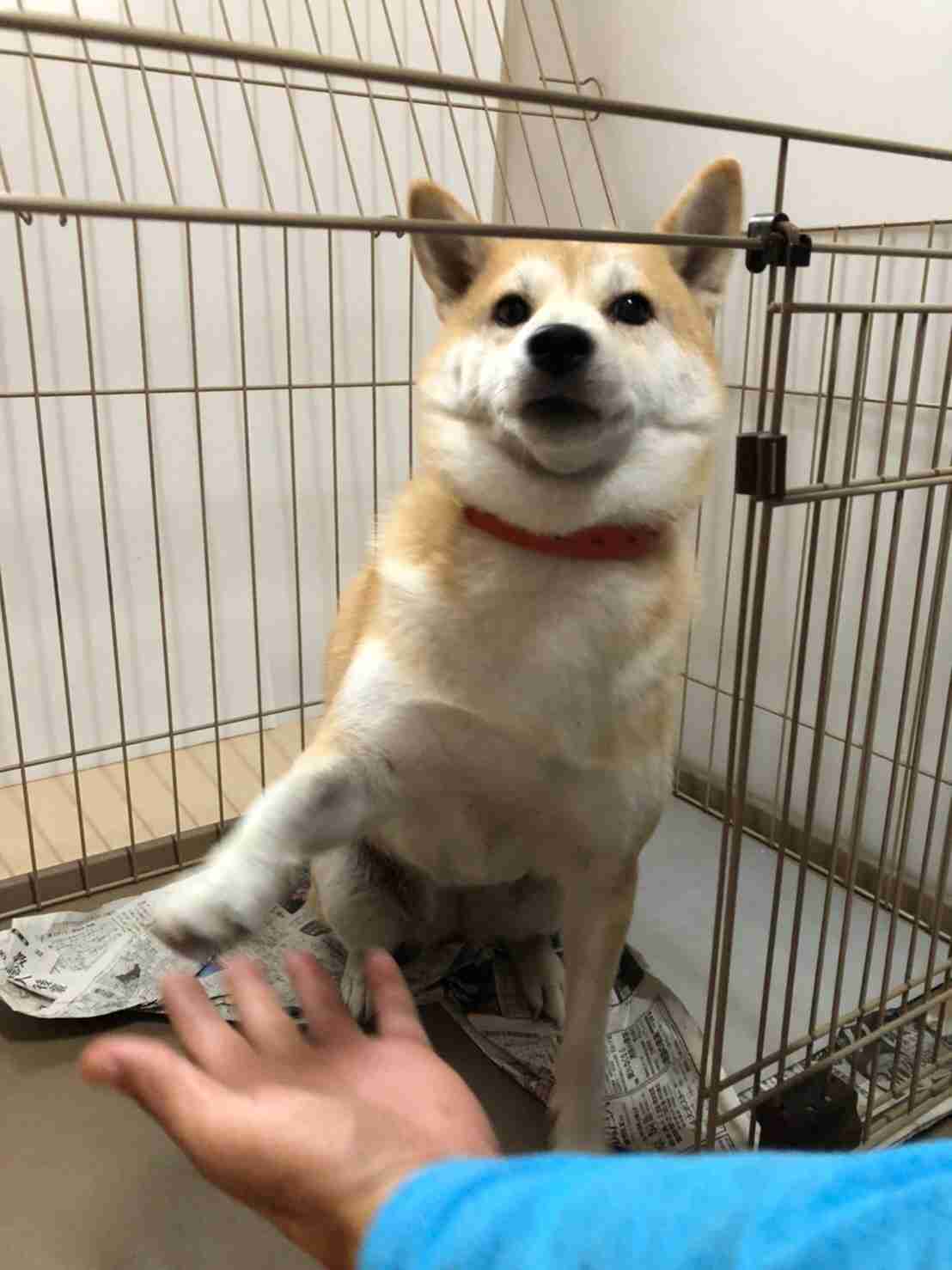 犬がどうして可愛いのか真剣に考察するトピ