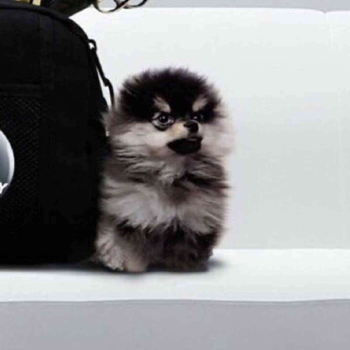 犬がどうして可愛いのか真剣に考察するトピ