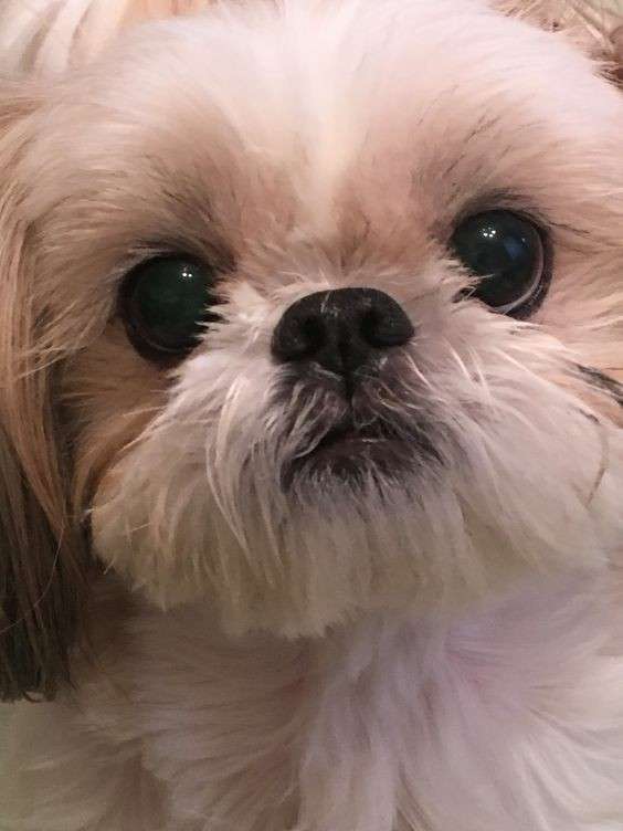犬がどうして可愛いのか真剣に考察するトピ