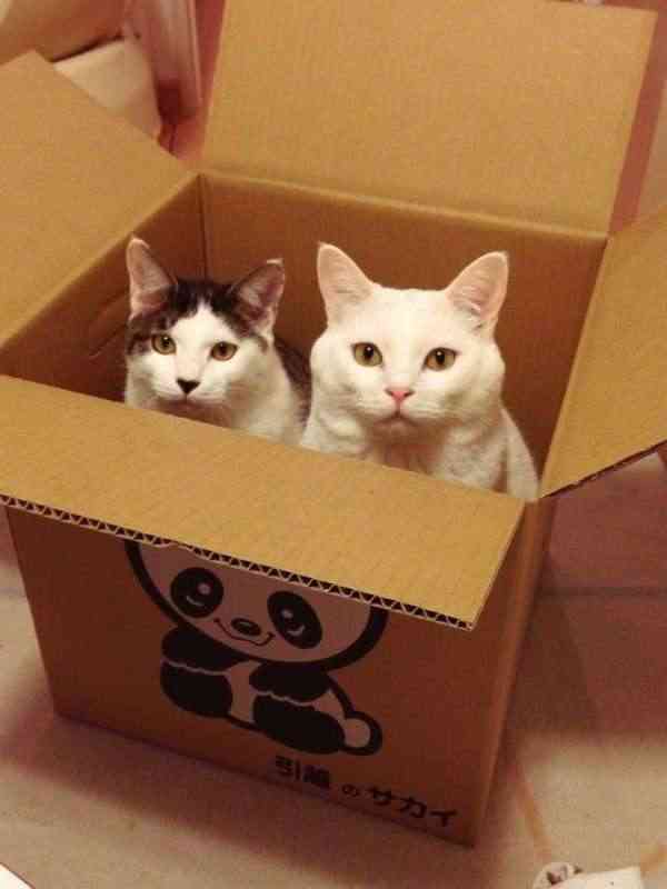 もうこれは絶対仲良し！って感じの画像やGIFが集まるトピ