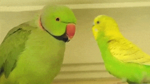 もうこれは絶対仲良し！って感じの画像やGIFが集まるトピ