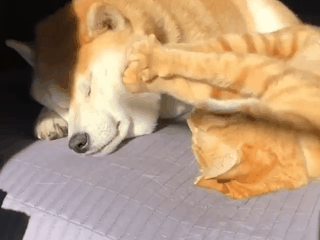 もうこれは絶対仲良し！って感じの画像やGIFが集まるトピ