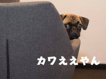 家族で自分だけがブスな人