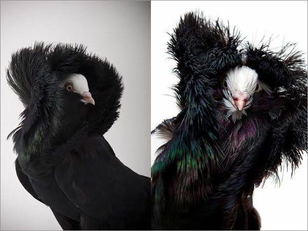 マイナーな動物を貼るトピ