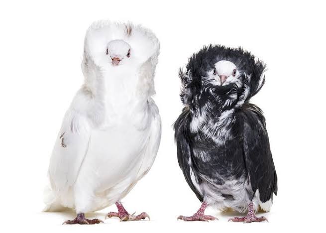 マイナーな動物を貼るトピ