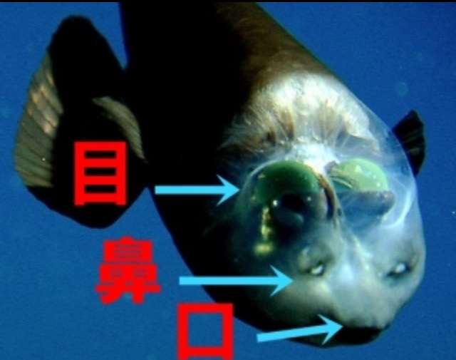 マイナーな動物を貼るトピ