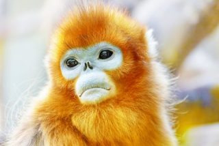 マイナーな動物を貼るトピ
