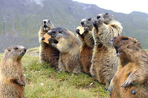 マイナーな動物を貼るトピ
