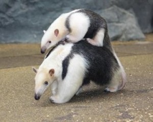 マイナーな動物を貼るトピ