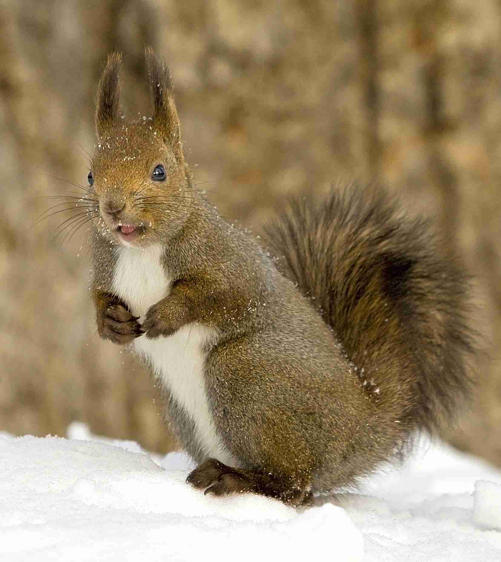 マイナーな動物を貼るトピ