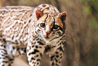 マイナーな動物を貼るトピ