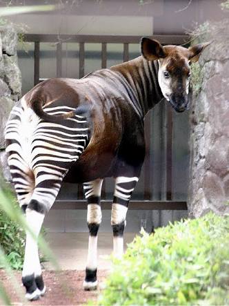 マイナーな動物を貼るトピ