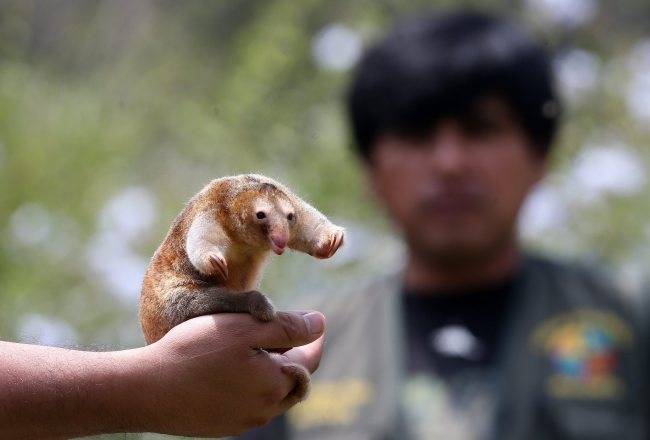 マイナーな動物を貼るトピ