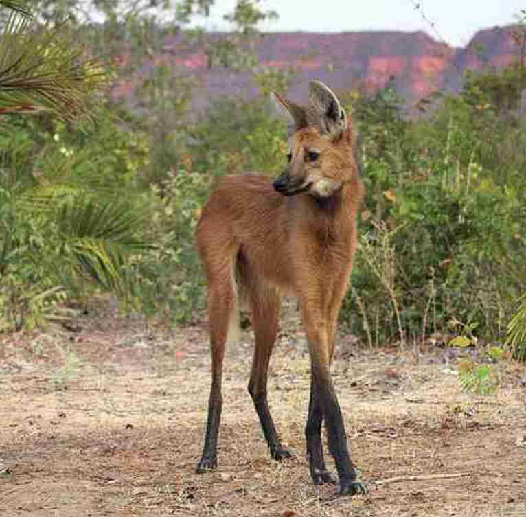 マイナーな動物を貼るトピ