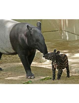 マイナーな動物を貼るトピ
