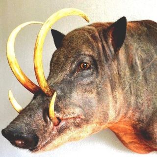 マイナーな動物を貼るトピ