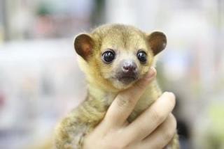 マイナーな動物を貼るトピ