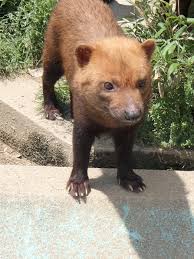マイナーな動物を貼るトピ