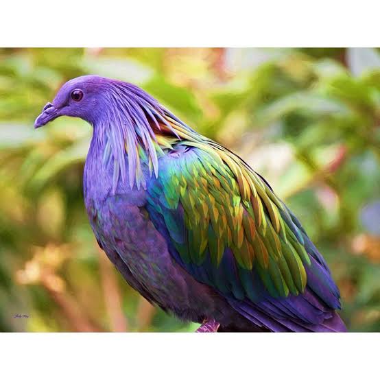 マイナーな動物を貼るトピ
