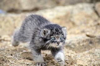 マイナーな動物を貼るトピ