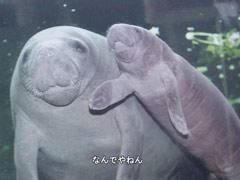 マイナーな動物を貼るトピ