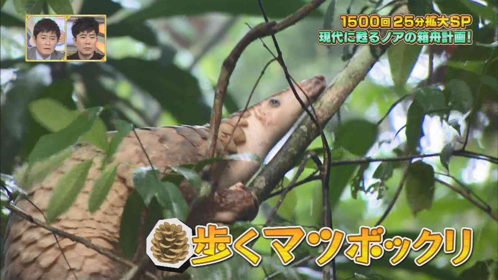 マイナーな動物を貼るトピ