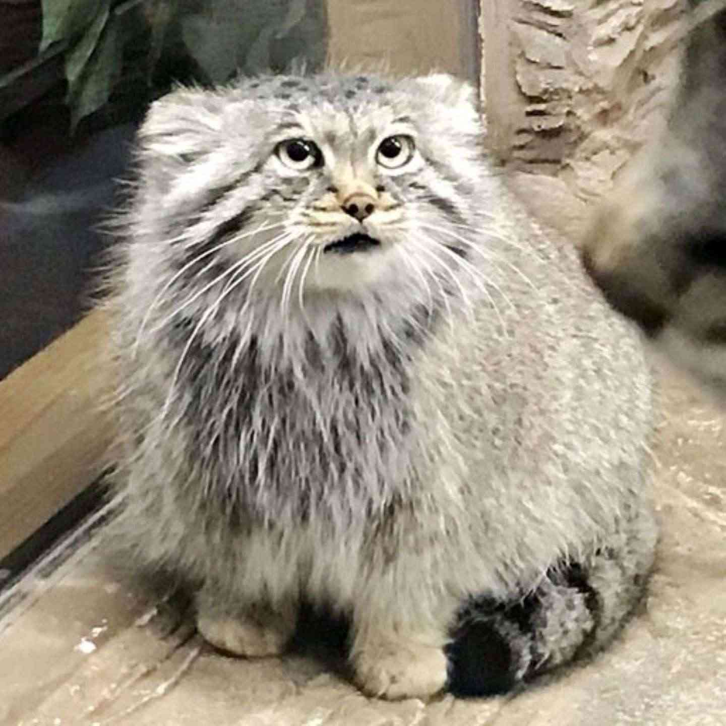 マイナーな動物を貼るトピ