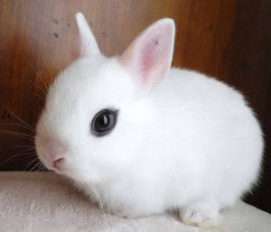 マイナーな動物を貼るトピ