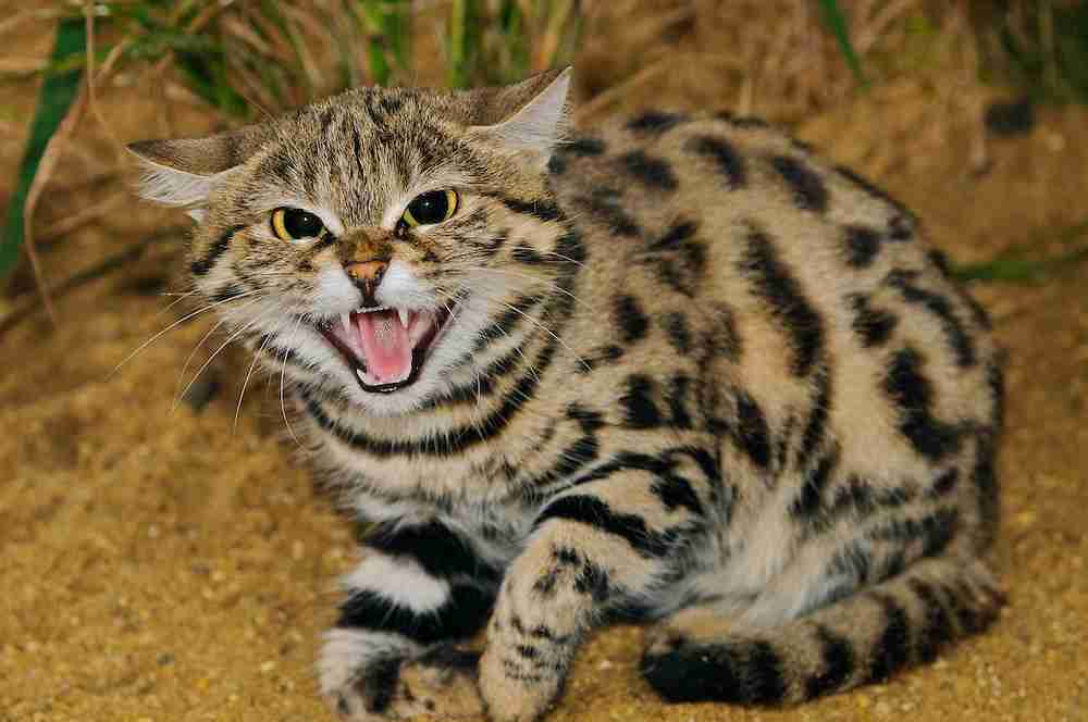 猫科の動物貼るトピ