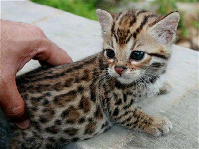 猫科の動物貼るトピ