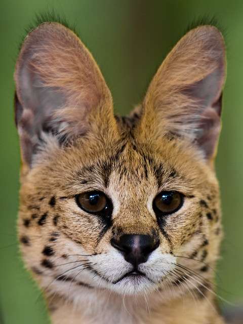 猫科の動物貼るトピ