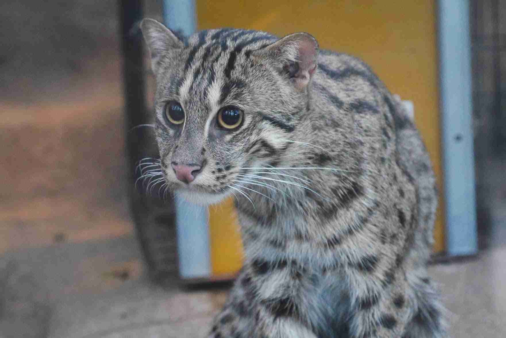 猫科の動物貼るトピ