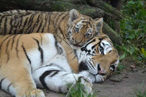 猫科の動物貼るトピ