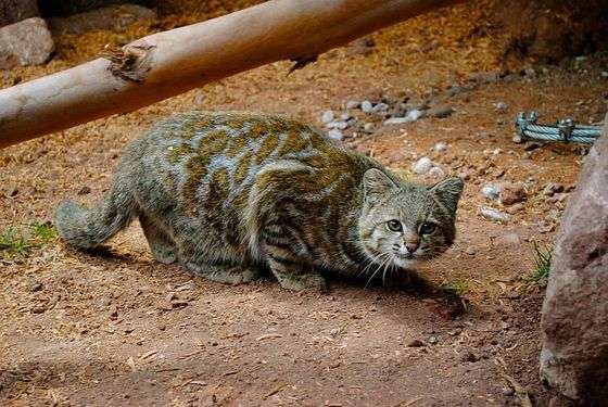 猫科の動物貼るトピ