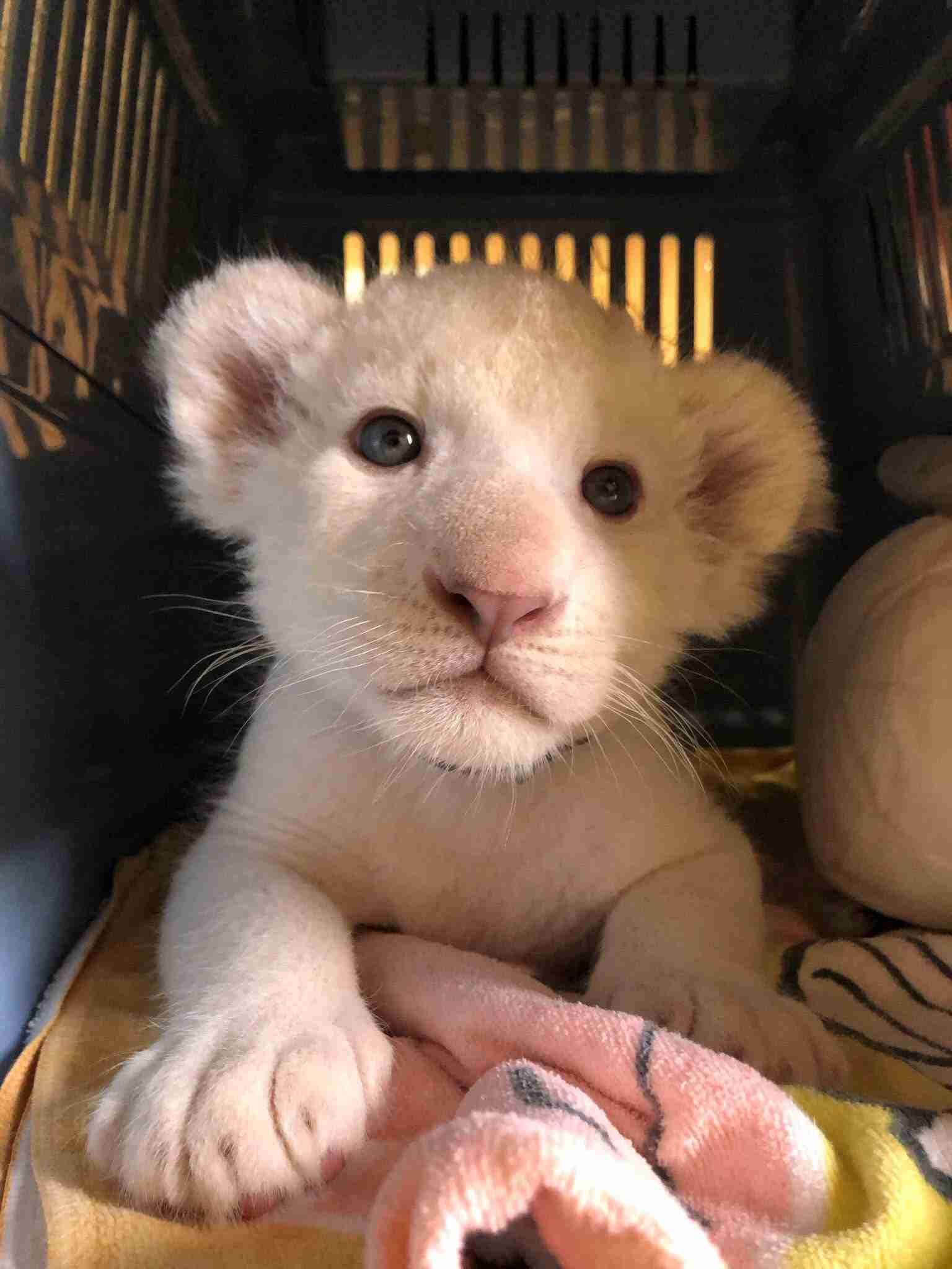 猫科の動物貼るトピ
