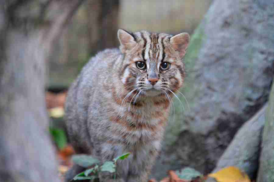 猫科の動物貼るトピ