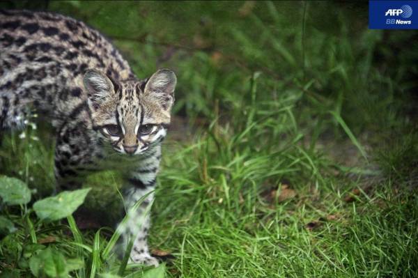 猫科の動物貼るトピ