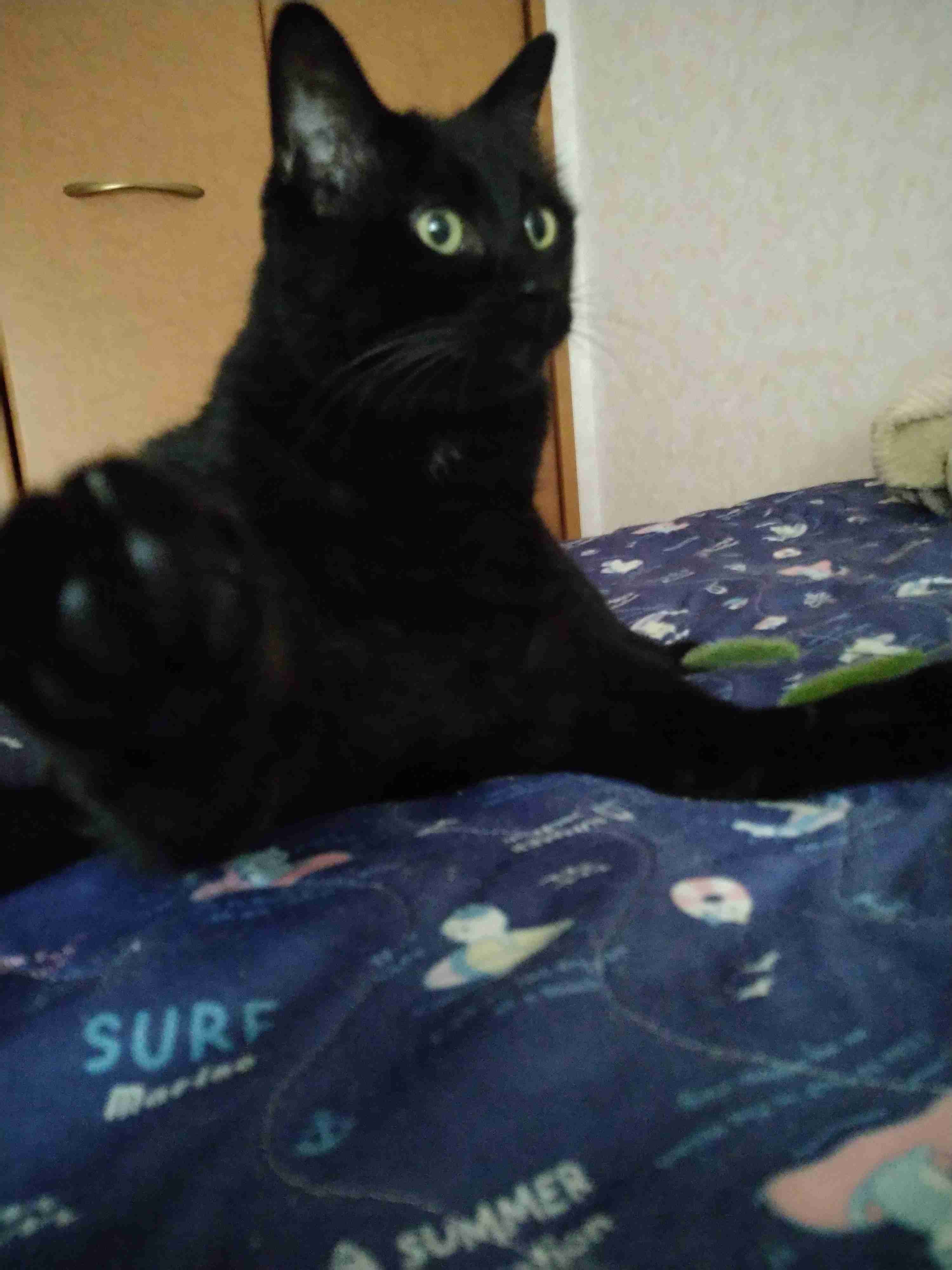 猫科の動物貼るトピ