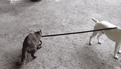 猫科の動物貼るトピ
