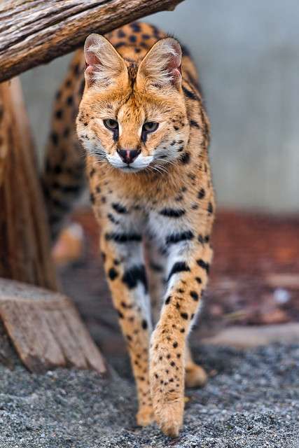 猫科の動物貼るトピ