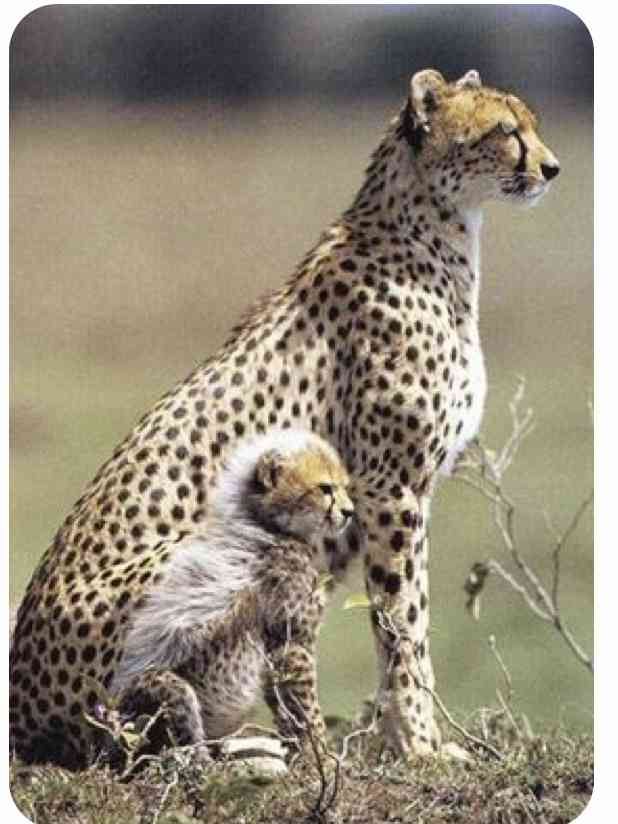 猫科の動物貼るトピ