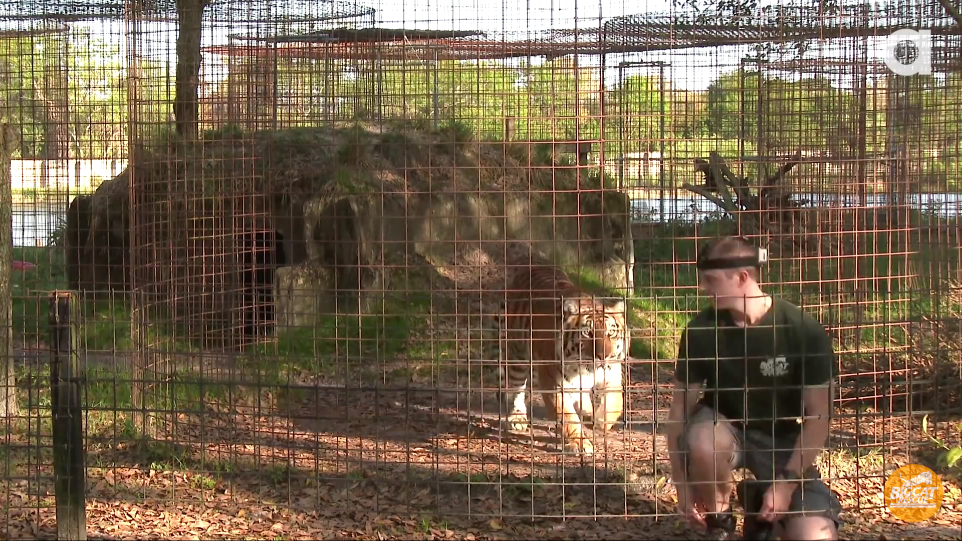 猫科の動物貼るトピ