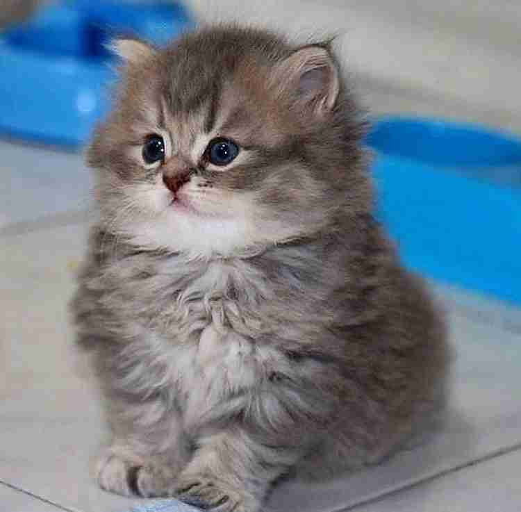 猫科の動物貼るトピ