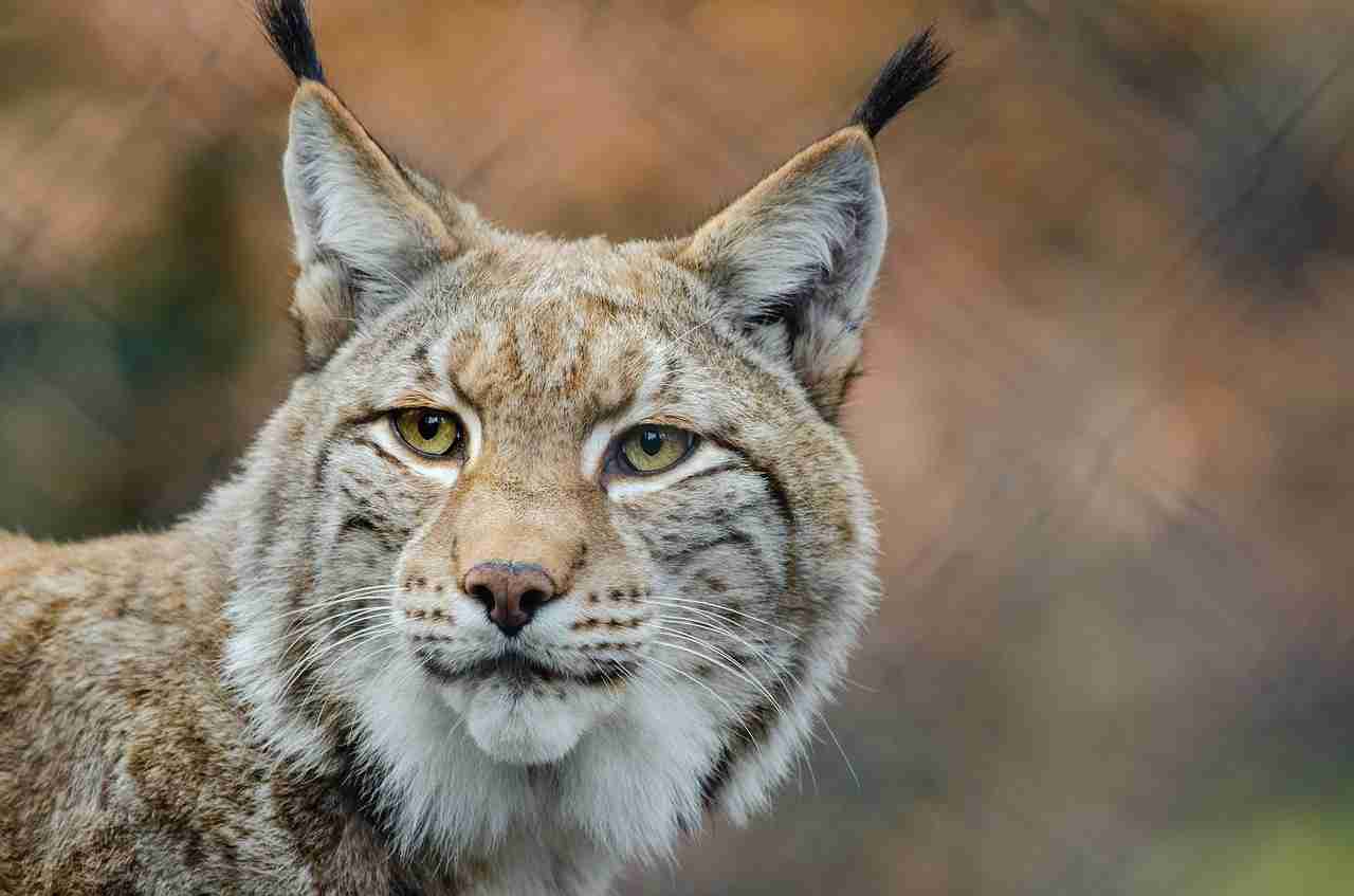 猫科の動物貼るトピ