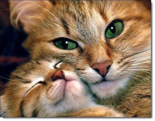 猫科の動物貼るトピ