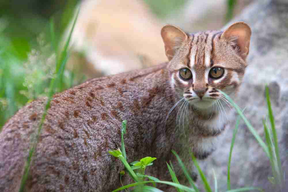猫科の動物貼るトピ
