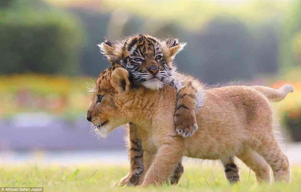 猫科の動物貼るトピ