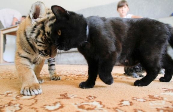 猫科の動物貼るトピ